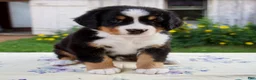 Bernese Mountain Dog dogs for sale: Samantha - Ad 1