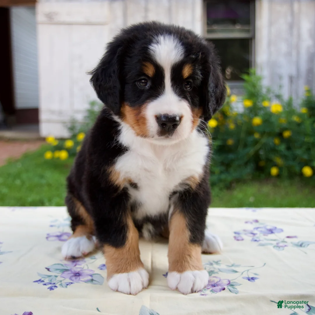 Bernese Mountain Dog dogs for sale: Samantha - Ad 1