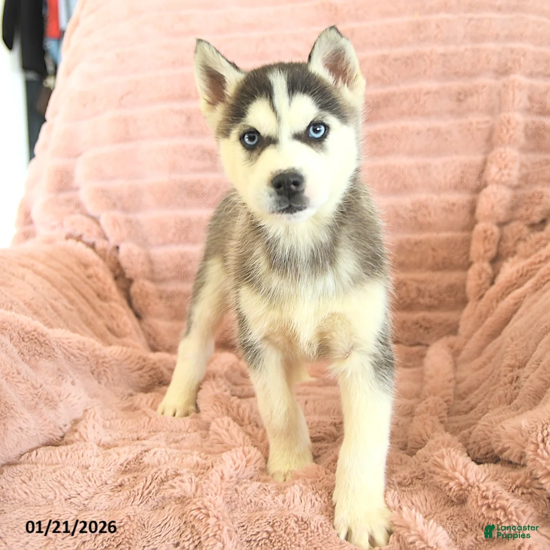 Siberian Husky dogs for sale: Rufus - Ad 1