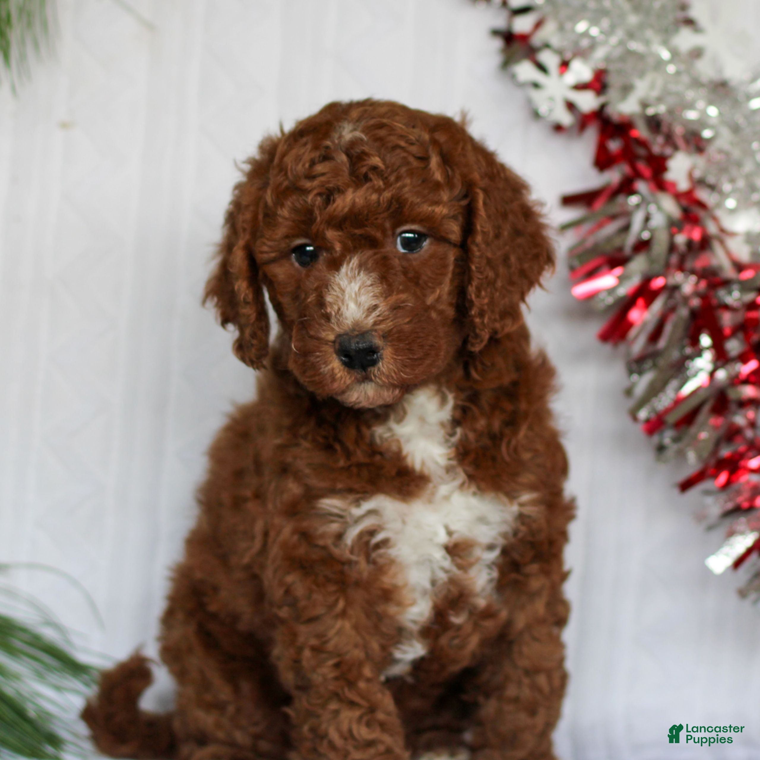 Mini Goldendoodle dogs Cinnamon  - Ad 11