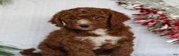 Mini Goldendoodle dogs for sale: Cinnamon  - Ad 1