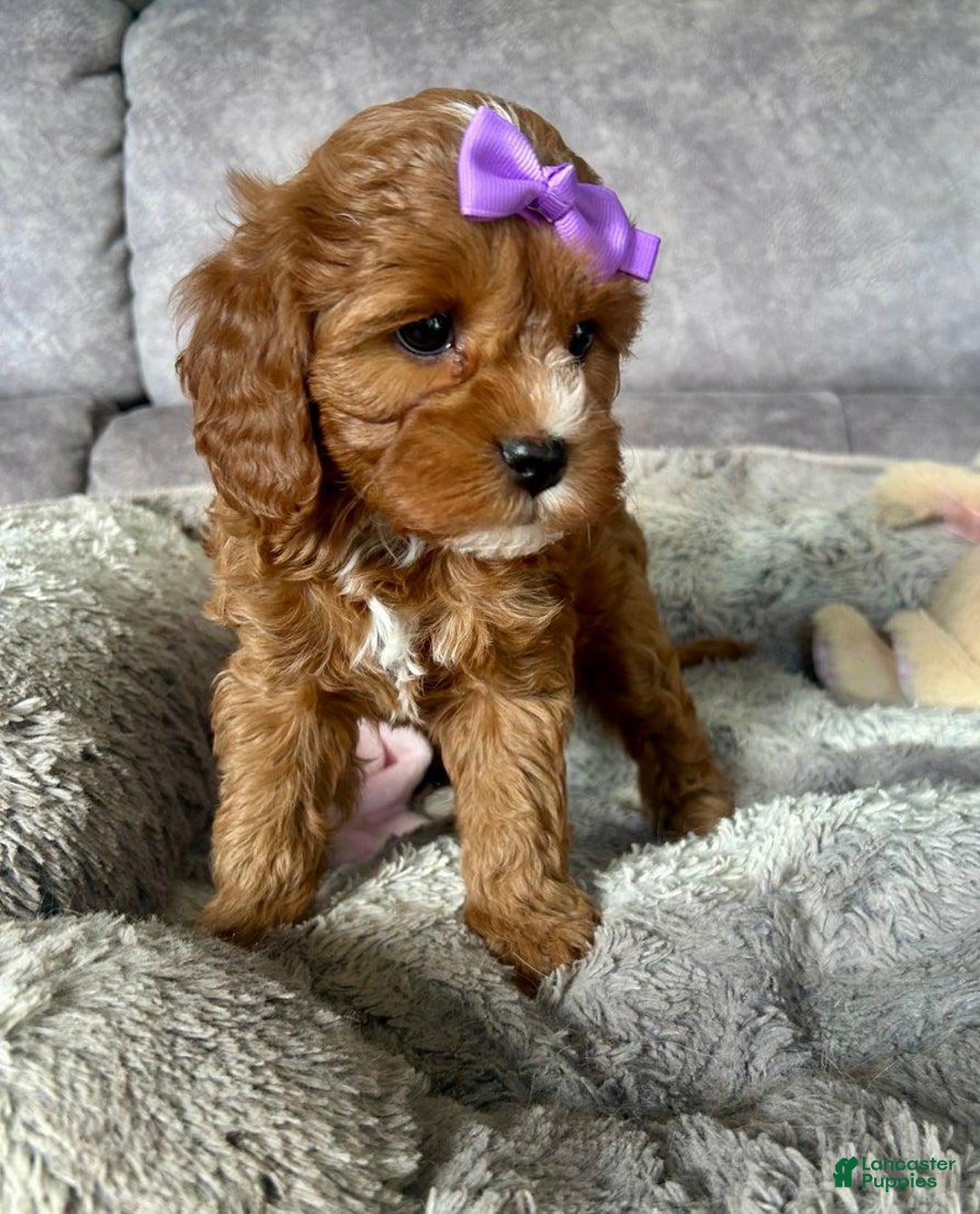 Cavapoo dogs for sale: Bella - Ad 4