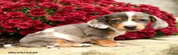 Dachshund dogs for sale: Dixie - Ad 2
