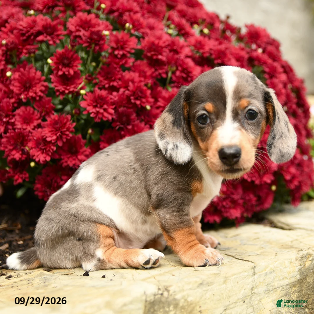 Dachshund dogs for sale: Dixie - Ad 2