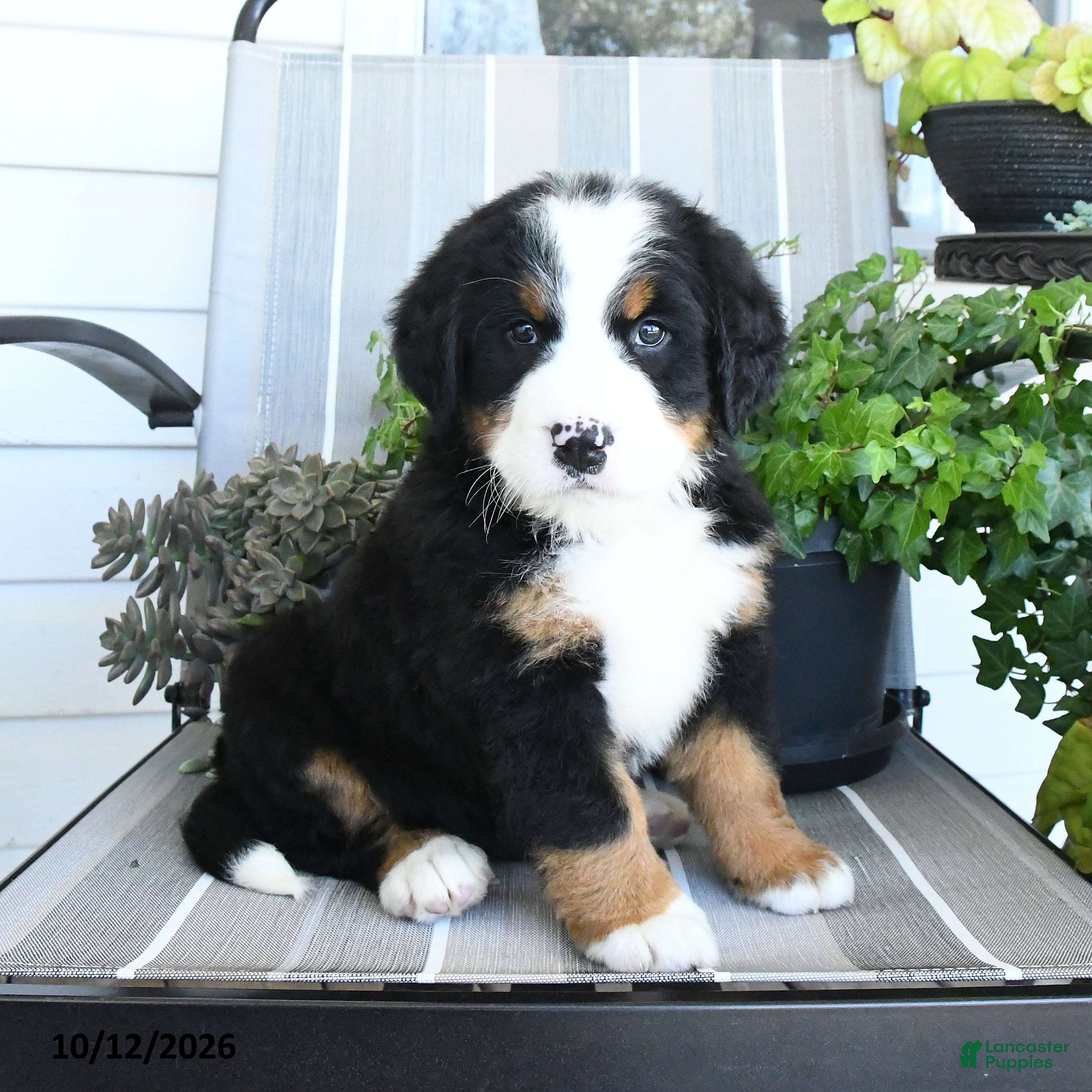 Bernese Mountain Dog dogs Isla - Ad 2