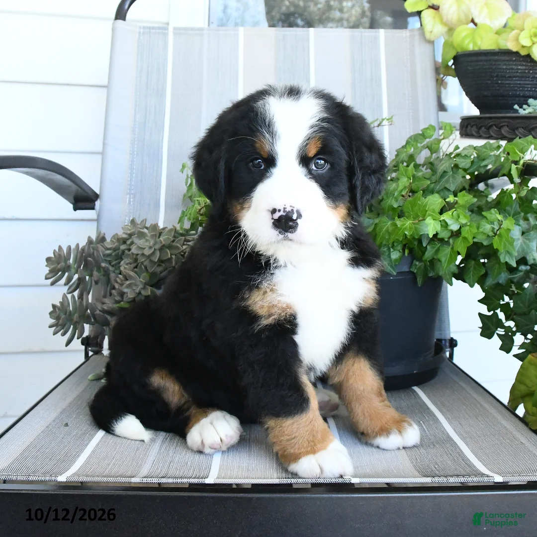 Bernese Mountain Dog dogs for sale: Isla - Ad 2