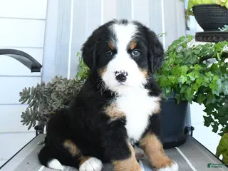 Bernese Mountain Dog dogs Isla - Ad 2