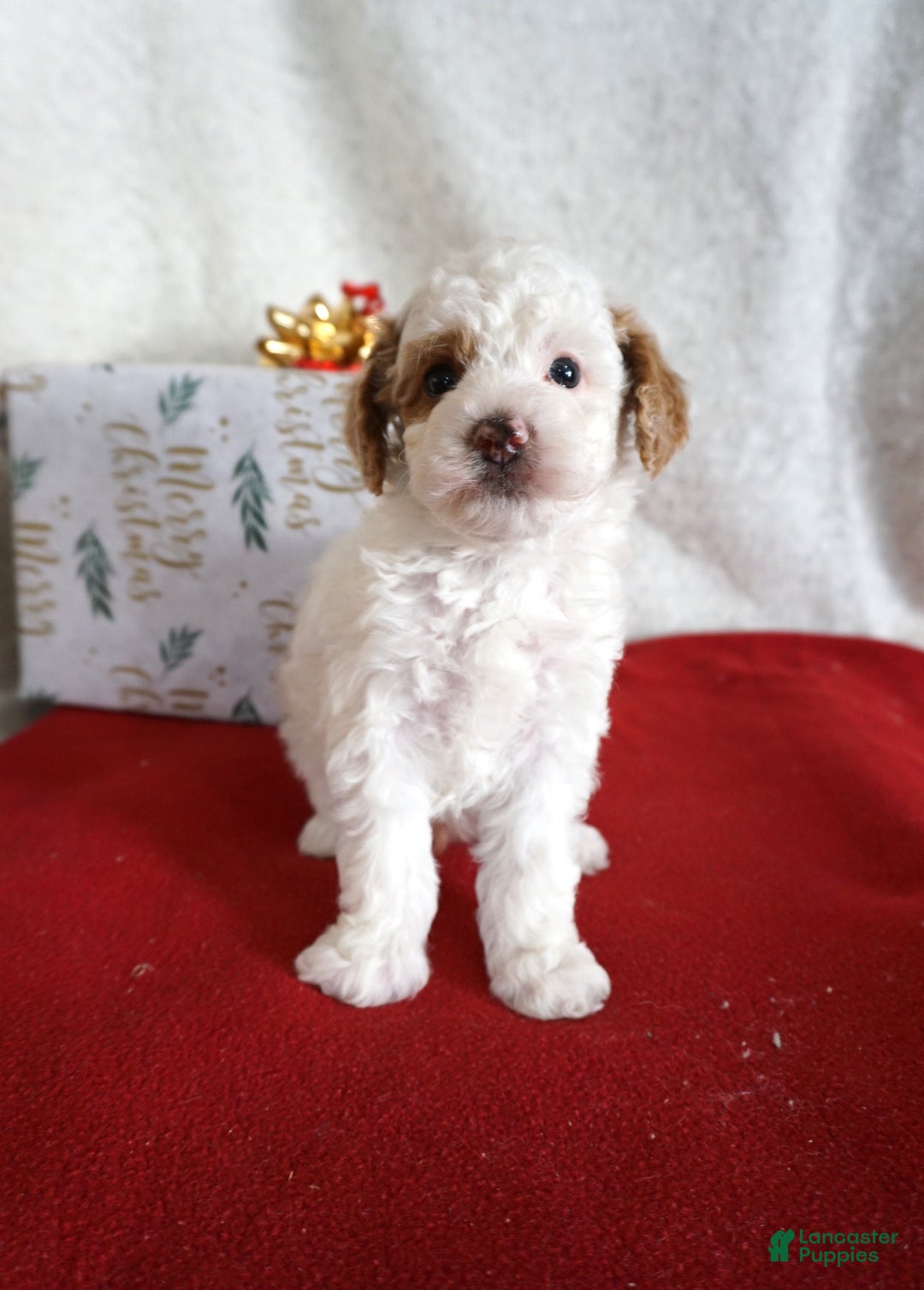 Toy Poodle dogs for sale: Freckles - Ad 3