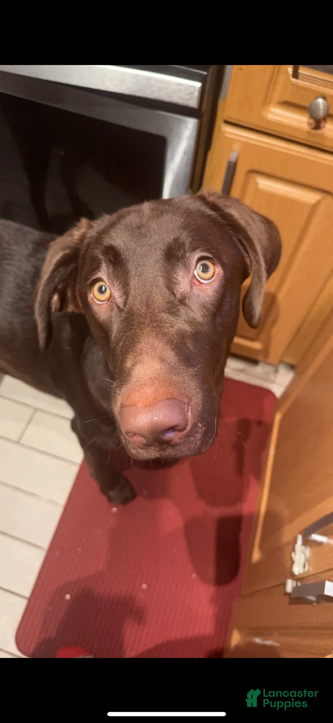 Labrador Retriever dogs for sale: Labrador Retriever Puppy 1 - Ad 1