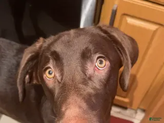 Labrador Retriever dogs Labrador Retriever Puppy 1 - Ad 6