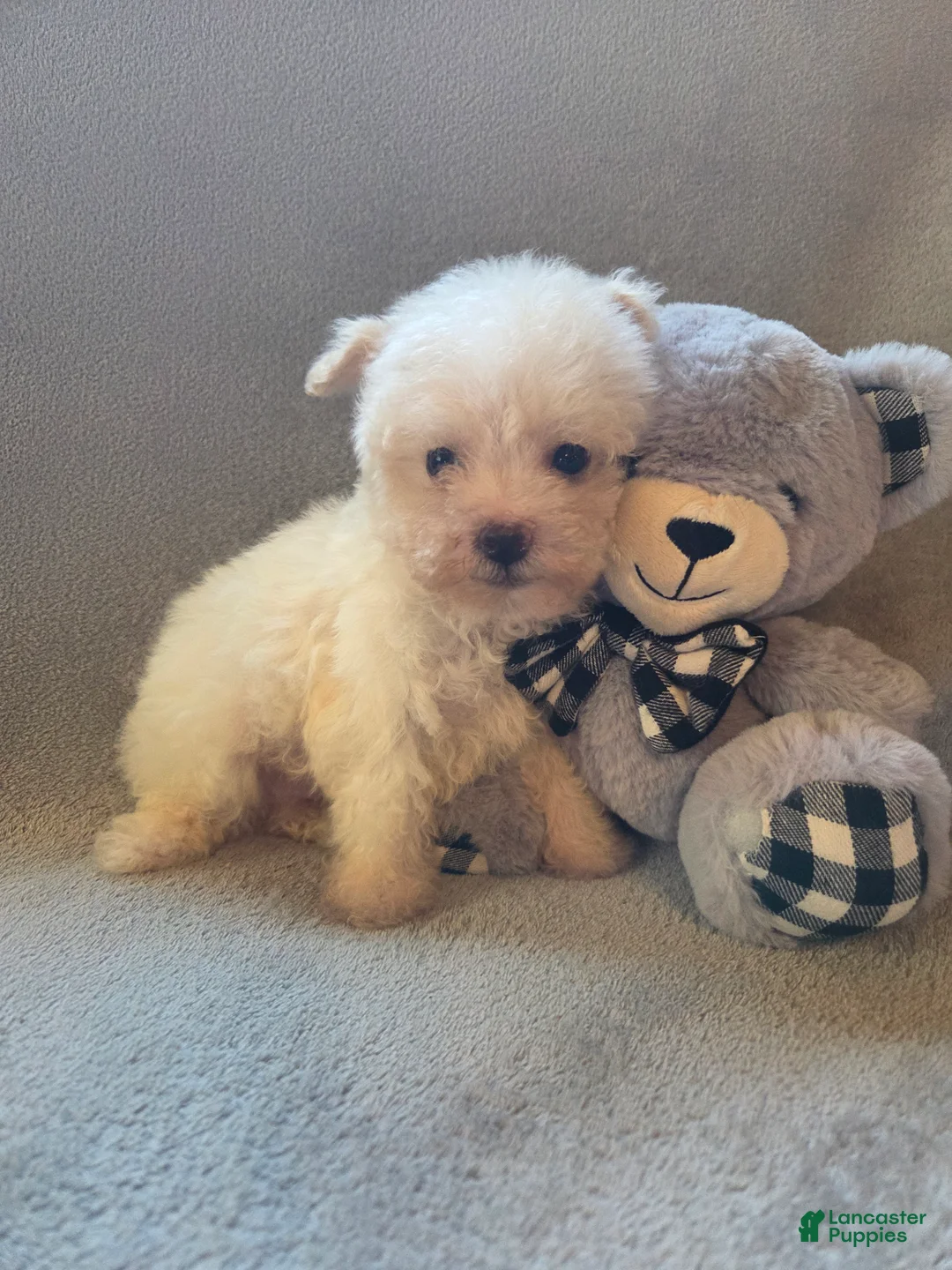 Maltipoo dogs for sale: Logan - Ad 1
