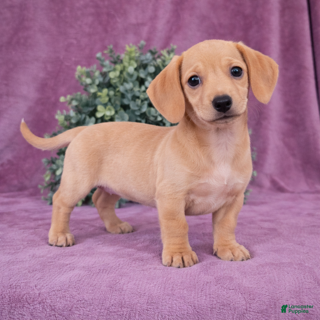 Dachshund dogs Holley - Ad 2