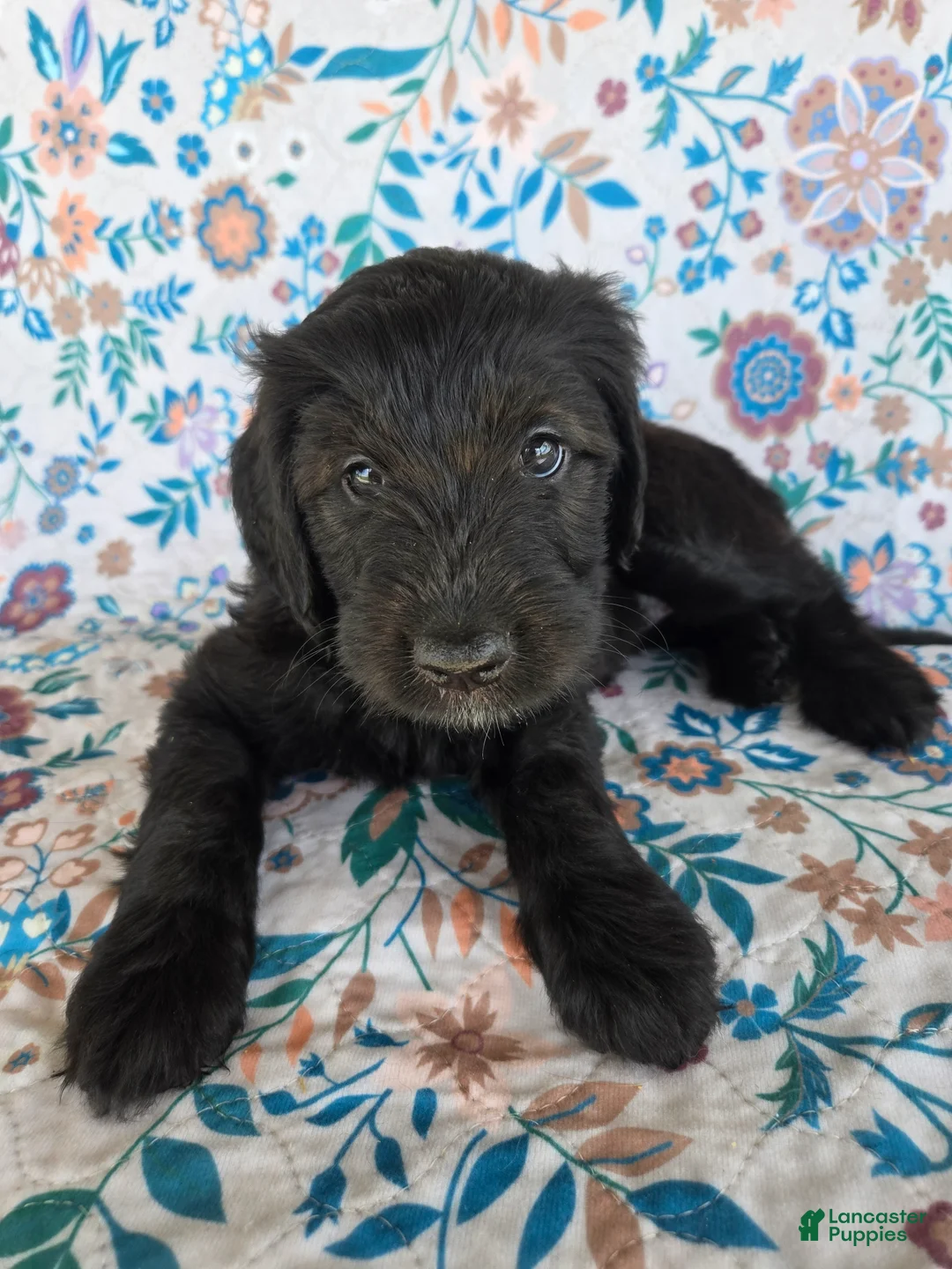 Goldendoodle dogs for sale: Silver Girl - Ad 1