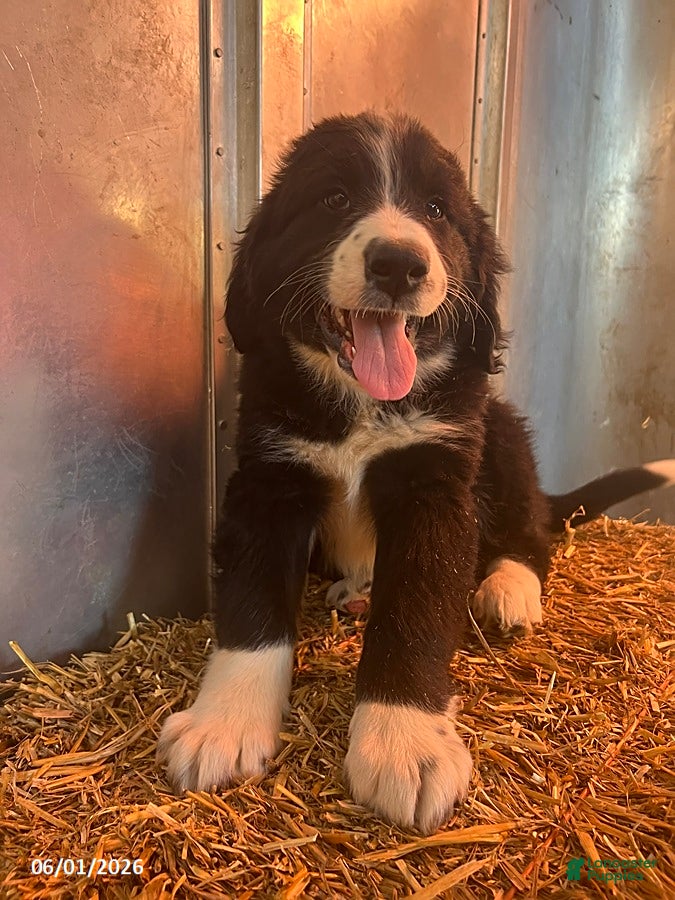 Mixed Breed dogs Rover - Ad 2