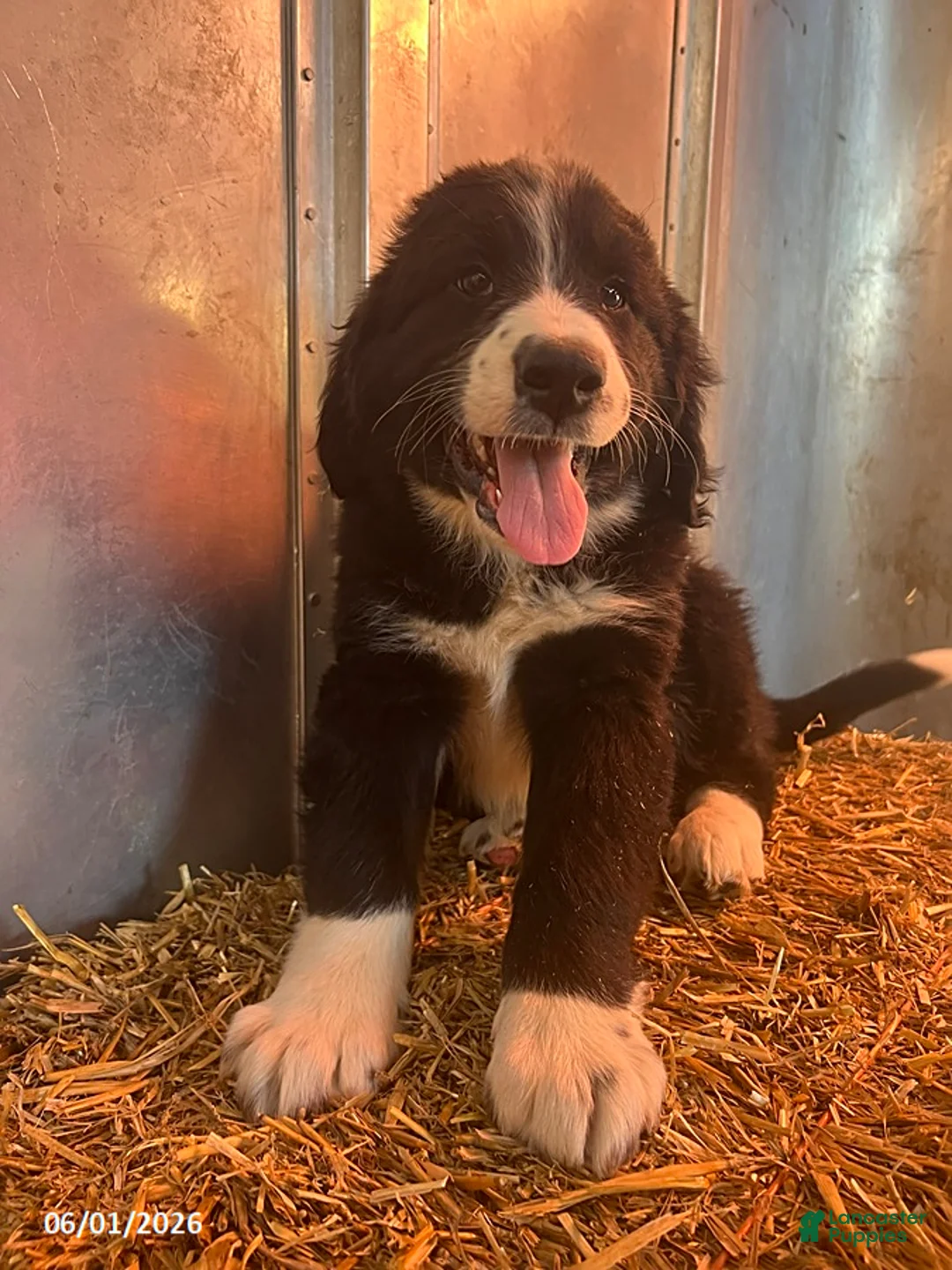 Mixed Breed dogs for sale: Rover - Ad 2