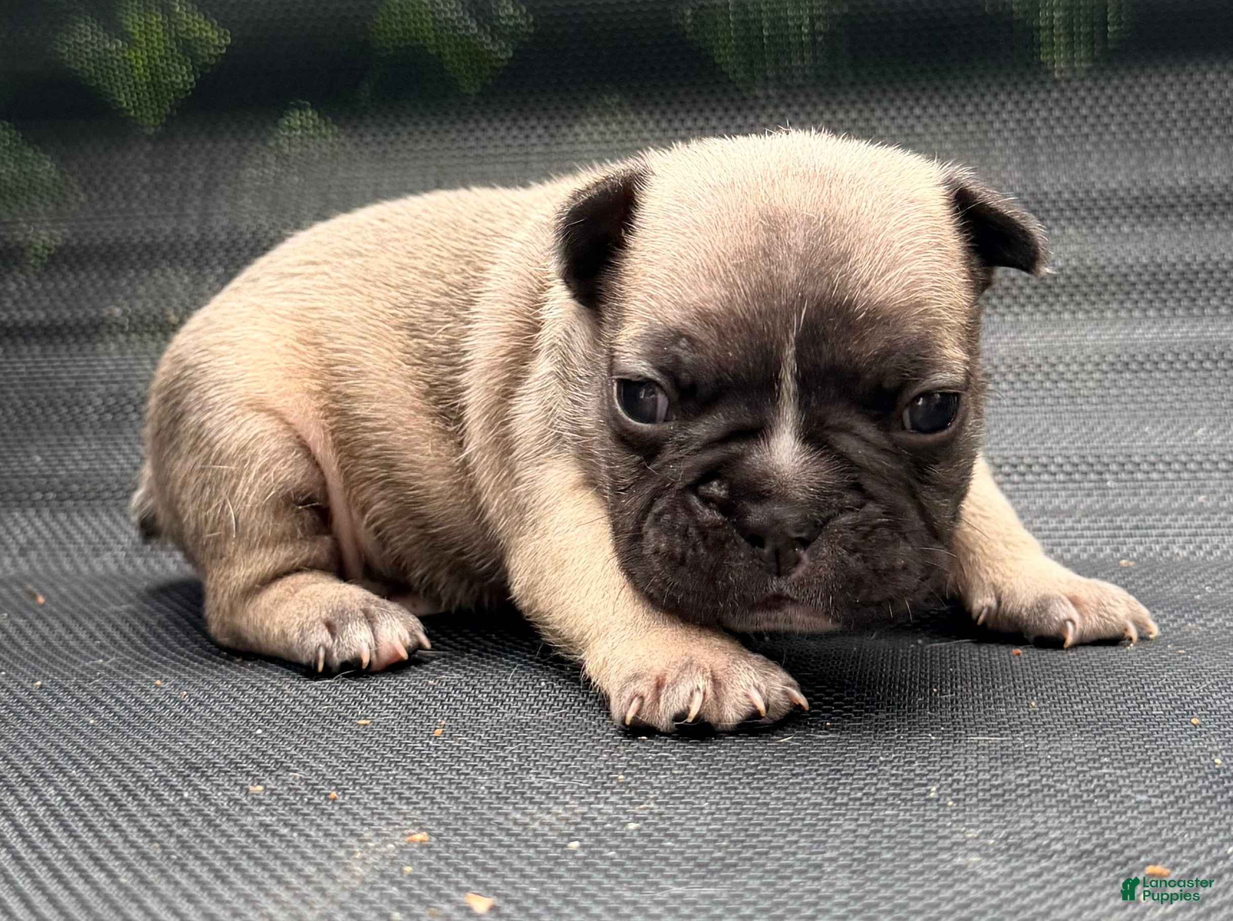 French Bulldog dogs Stew - Ad 1