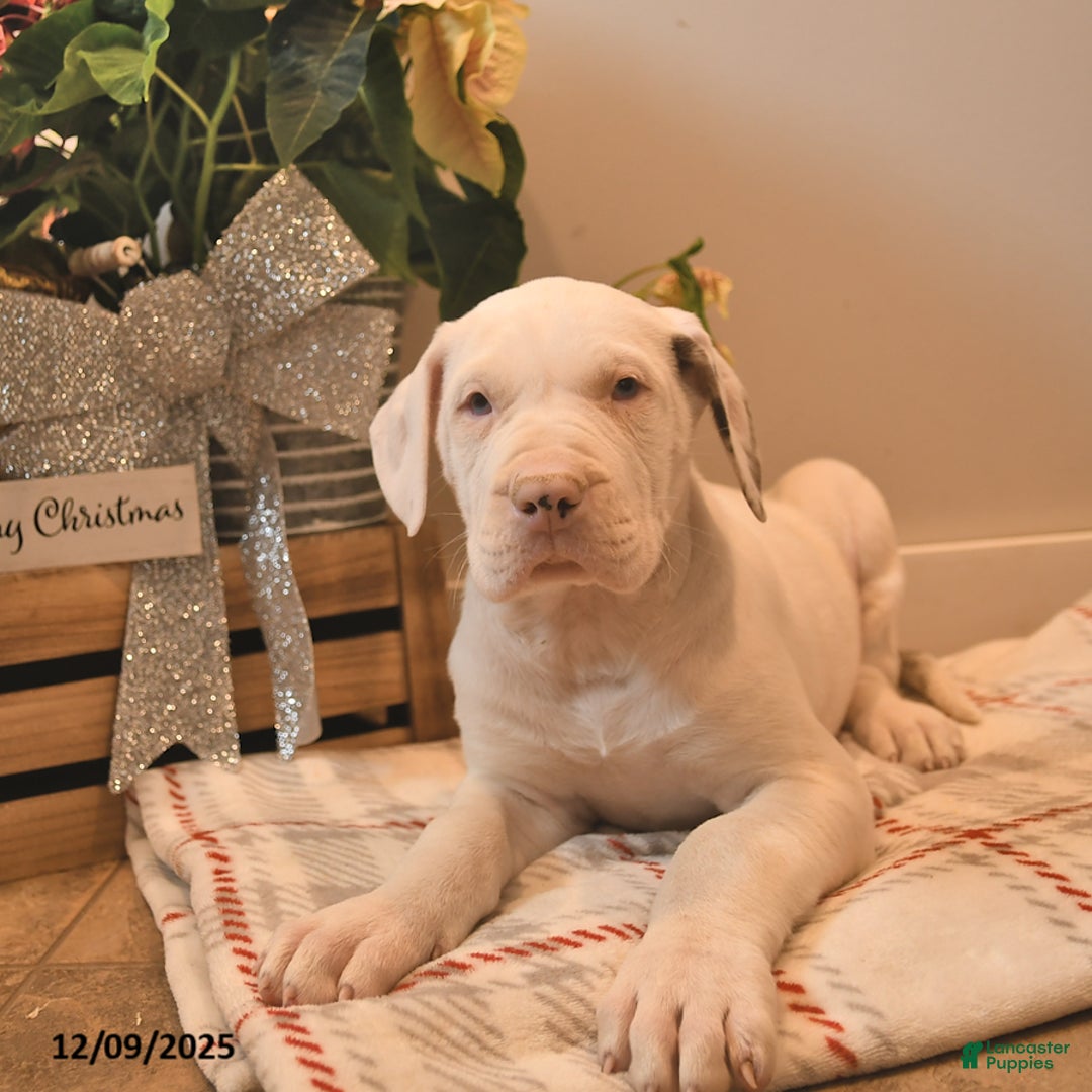 Great Dane dogs for sale: Aladdin - Ad 3