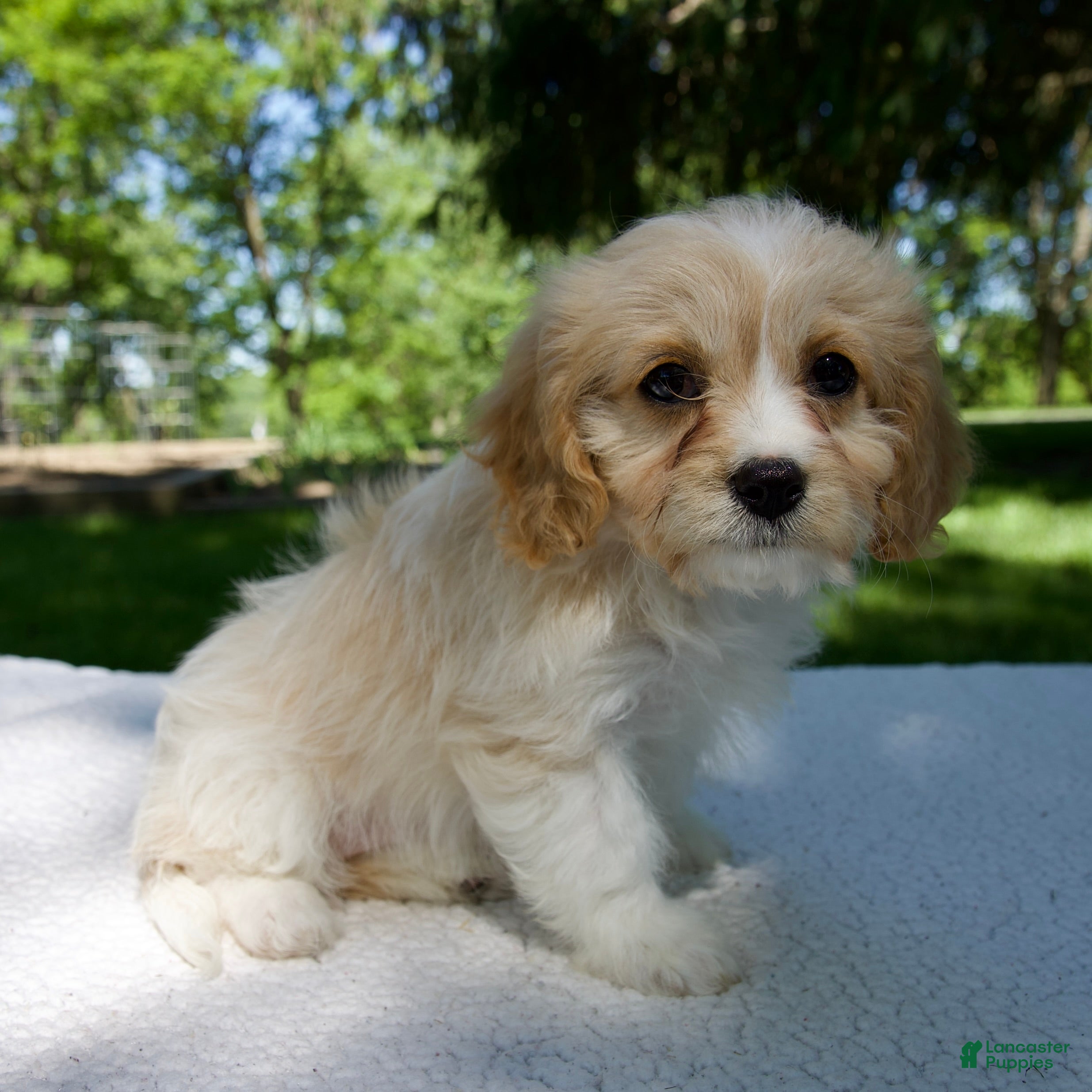 Cavapoo dogs Ella - Ad 2