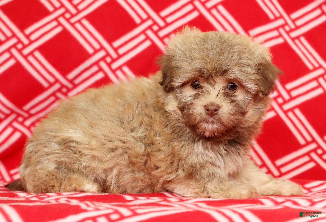 Havanese dogs for sale: Carmel - Ad 5