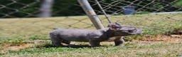 French Bulldog dogs for sale: French Bulldog Puppy 3 - Ad 3