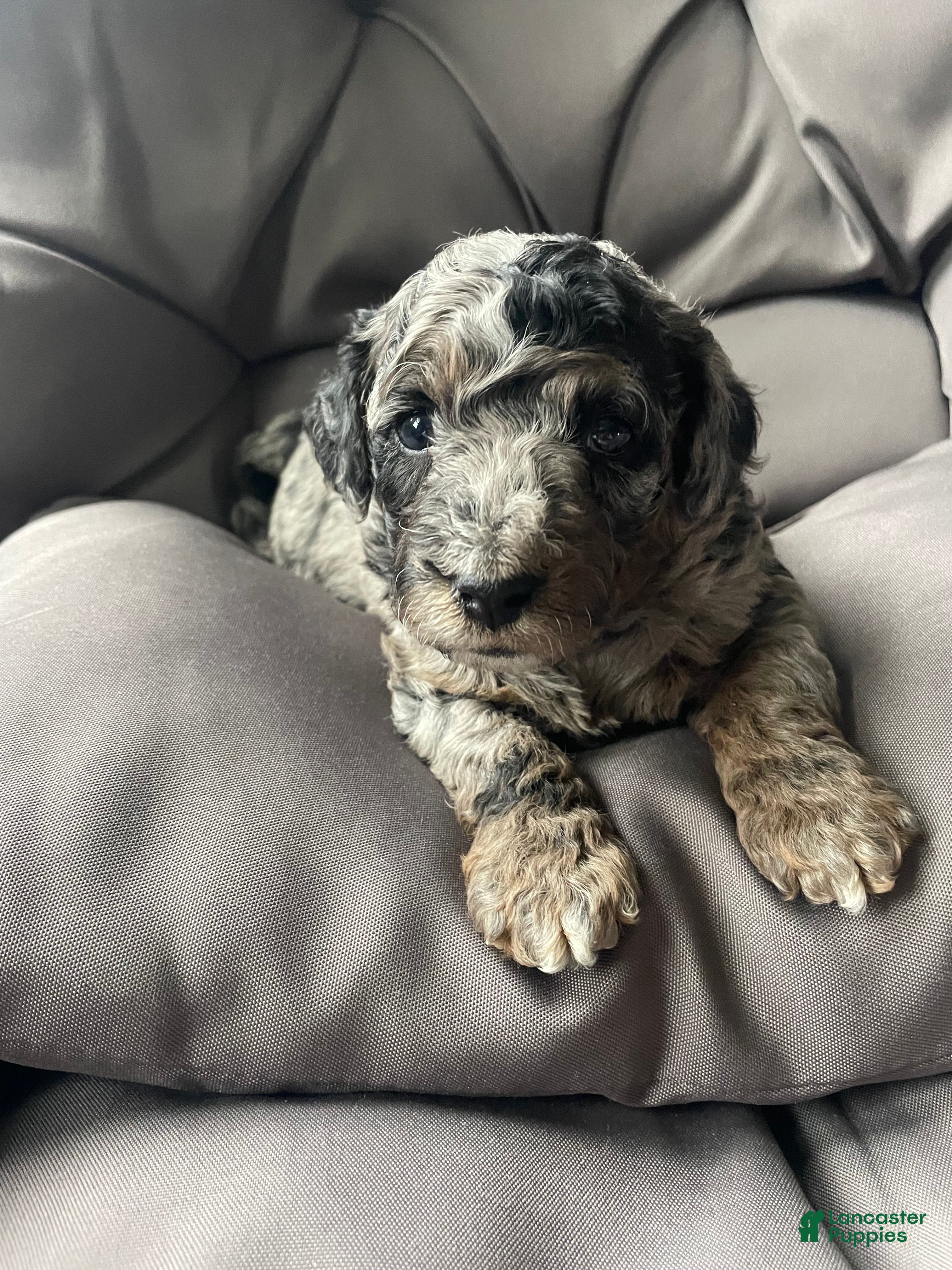 Labradoodle dogs Comet - Ad 1