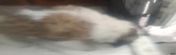 Saint Bernard dogs for sale: Saint Bernard Puppy 4 - Ad 4