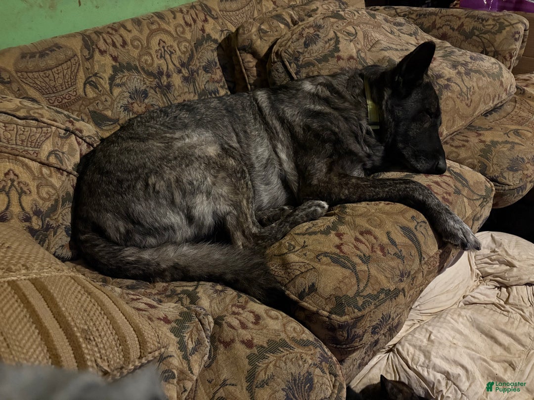 German Shepherd dogs for sale: Brenda the brindle - Ad 2