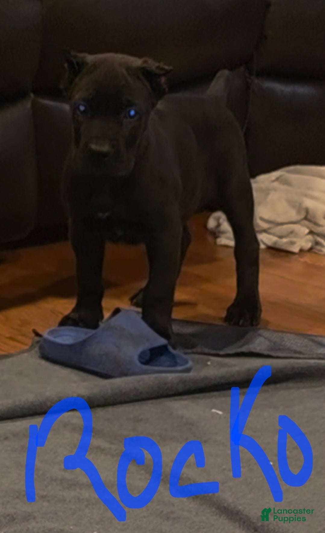 Cane Corso dogs for sale: Rocko (green collar) - Ad 1