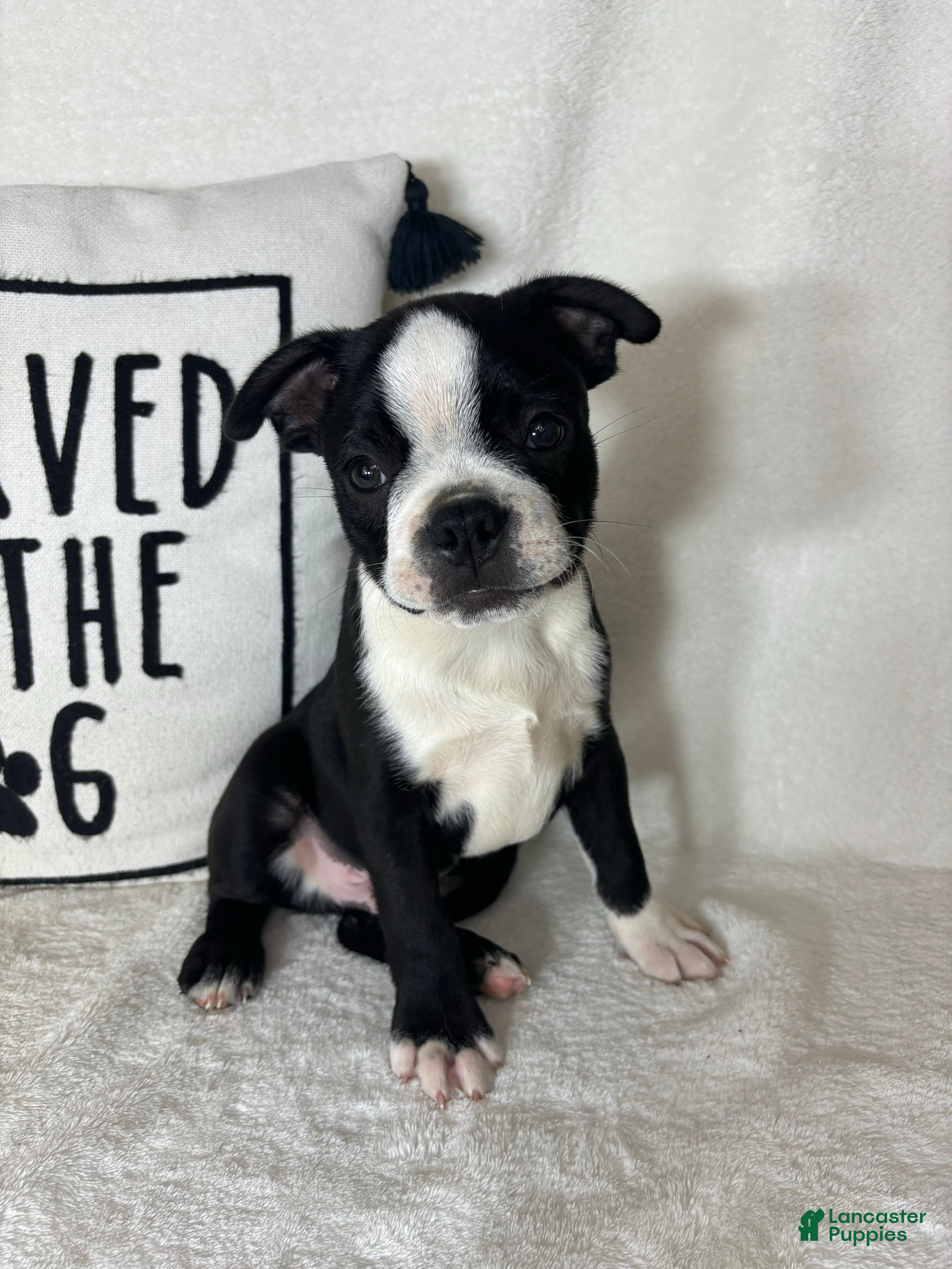 Boston Terrier dogs Baker - Ad 12