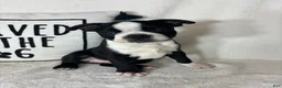 Boston Terrier dogs for sale: Baker - Ad 1