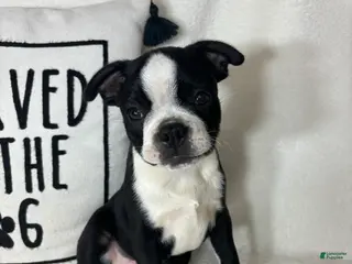 Boston Terrier dogs Baker - Ad 30