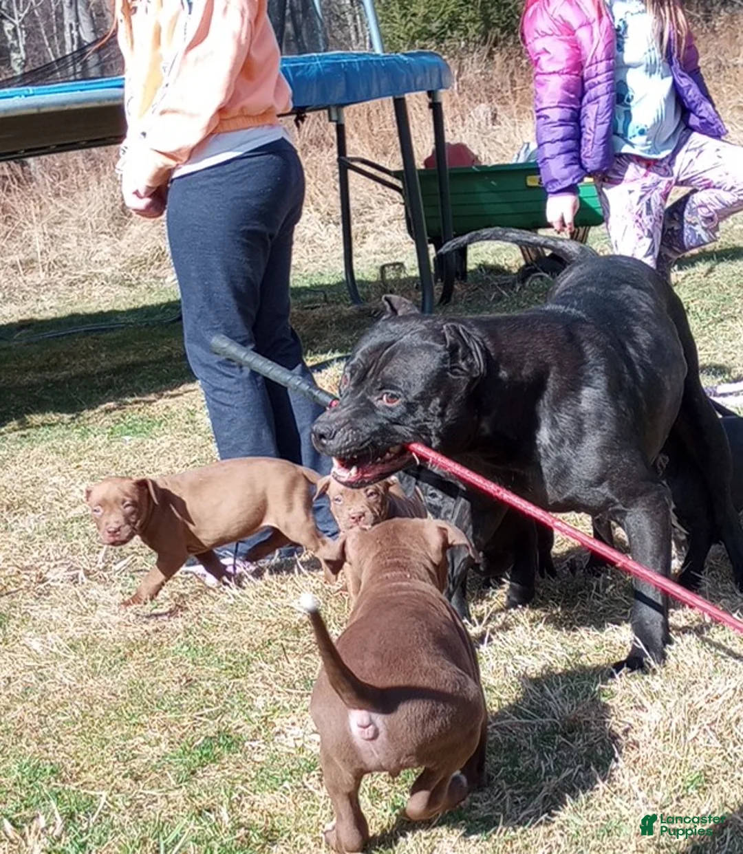 American Bully dogs for sale: Bo Bassett - Ad 2