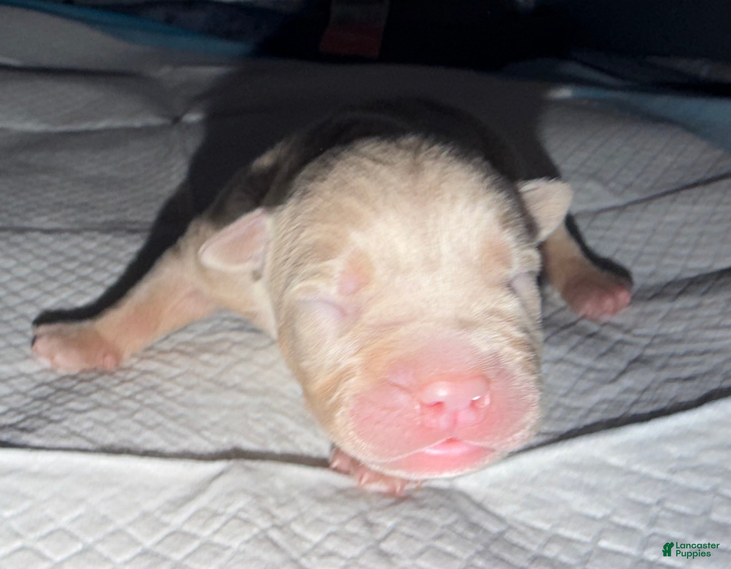 American Bully dogs Leo  - Ad 1