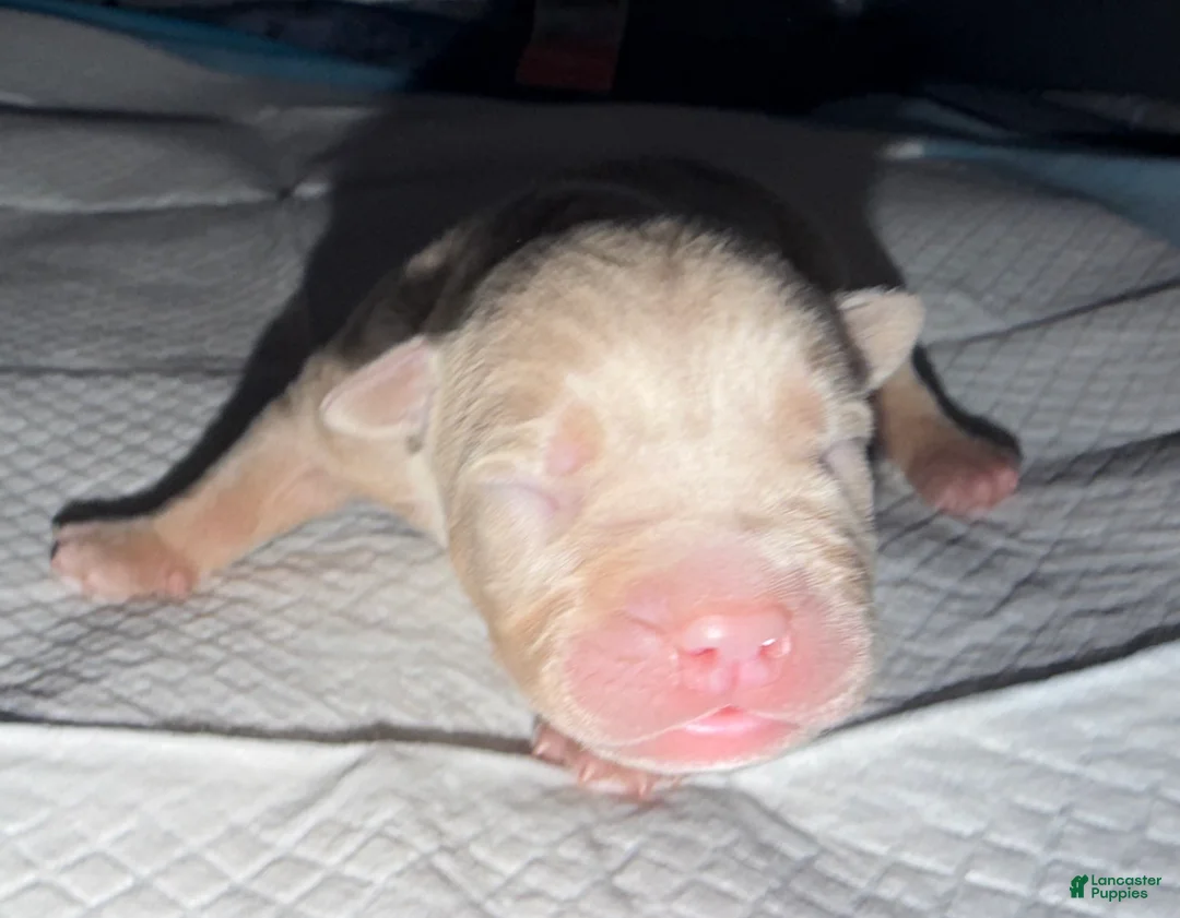 American Bully dogs for sale: Leo  - Ad 1