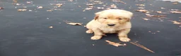 Golden Retriever dogs for sale: Max - Ad 4