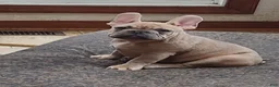 French Bulldog dogs for sale: French Bulldog Puppy 1 - Ad 6