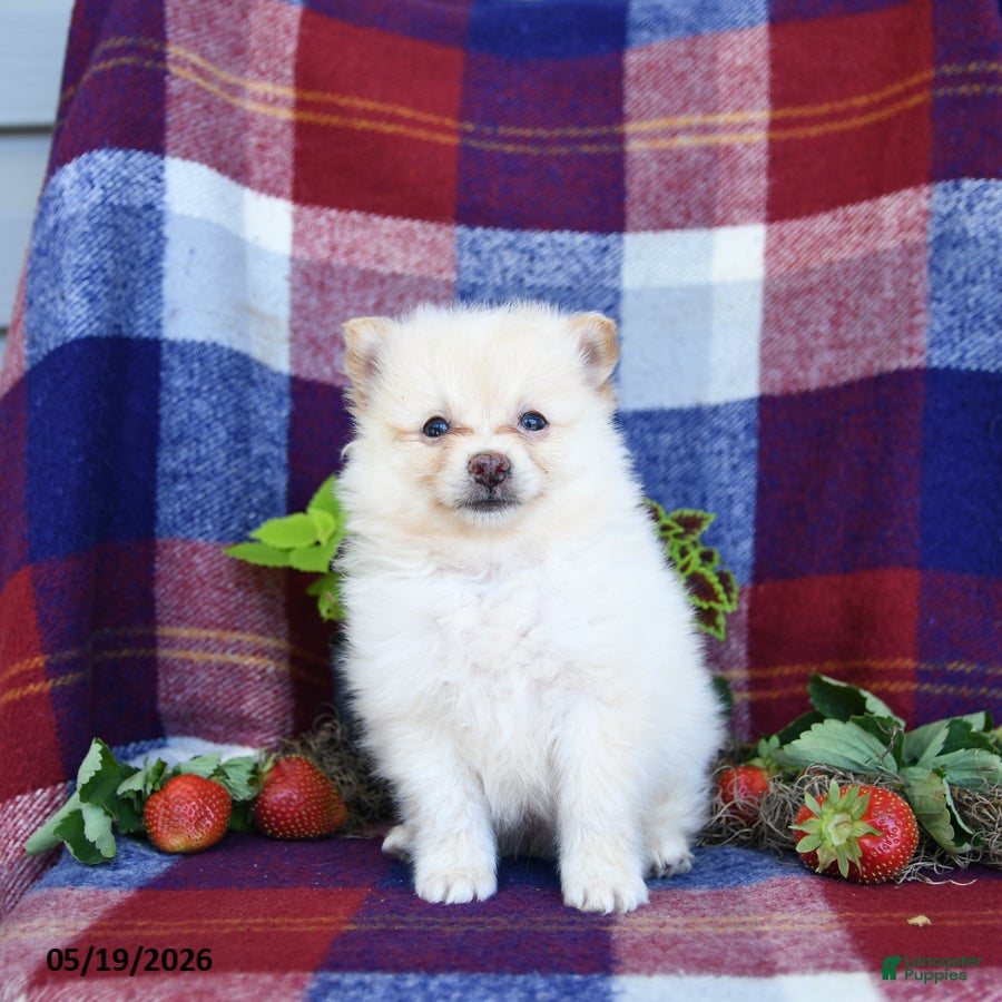Pomeranian dogs Foxy - Ad 2