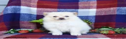 Pomeranian dogs for sale: Foxy - Ad 2