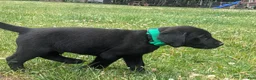 Labrador Retriever dogs for sale: Black Male (Green) - Ad 3