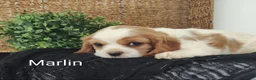 Cavalier King Charles Spaniel dogs for sale: Mike - Ad 10
