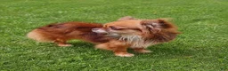 Chihuahua dogs for stud: Rudy @ STUD! teacup/applehead chocolate chihuahua  - Ad 3