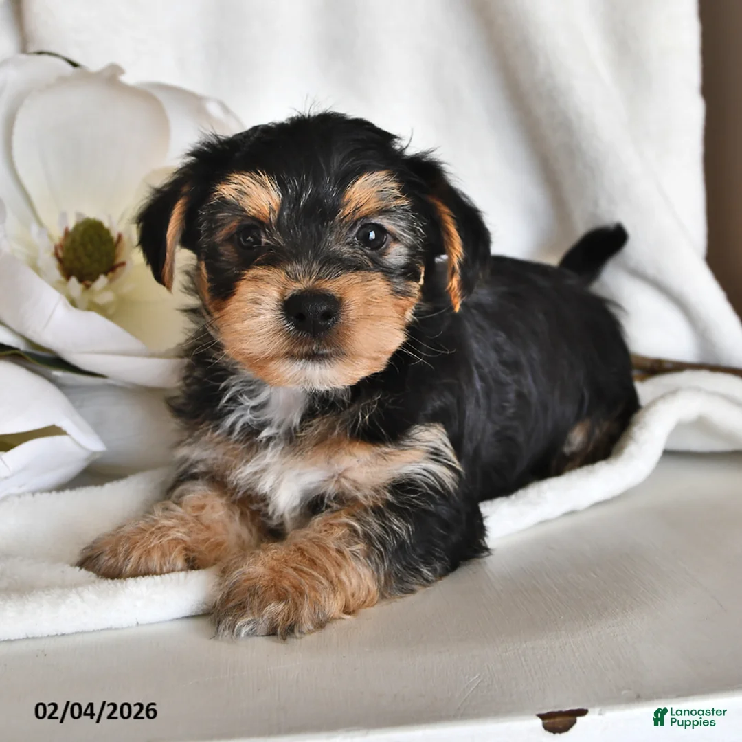 Morkie dogs for sale: Banjo - Ad 3