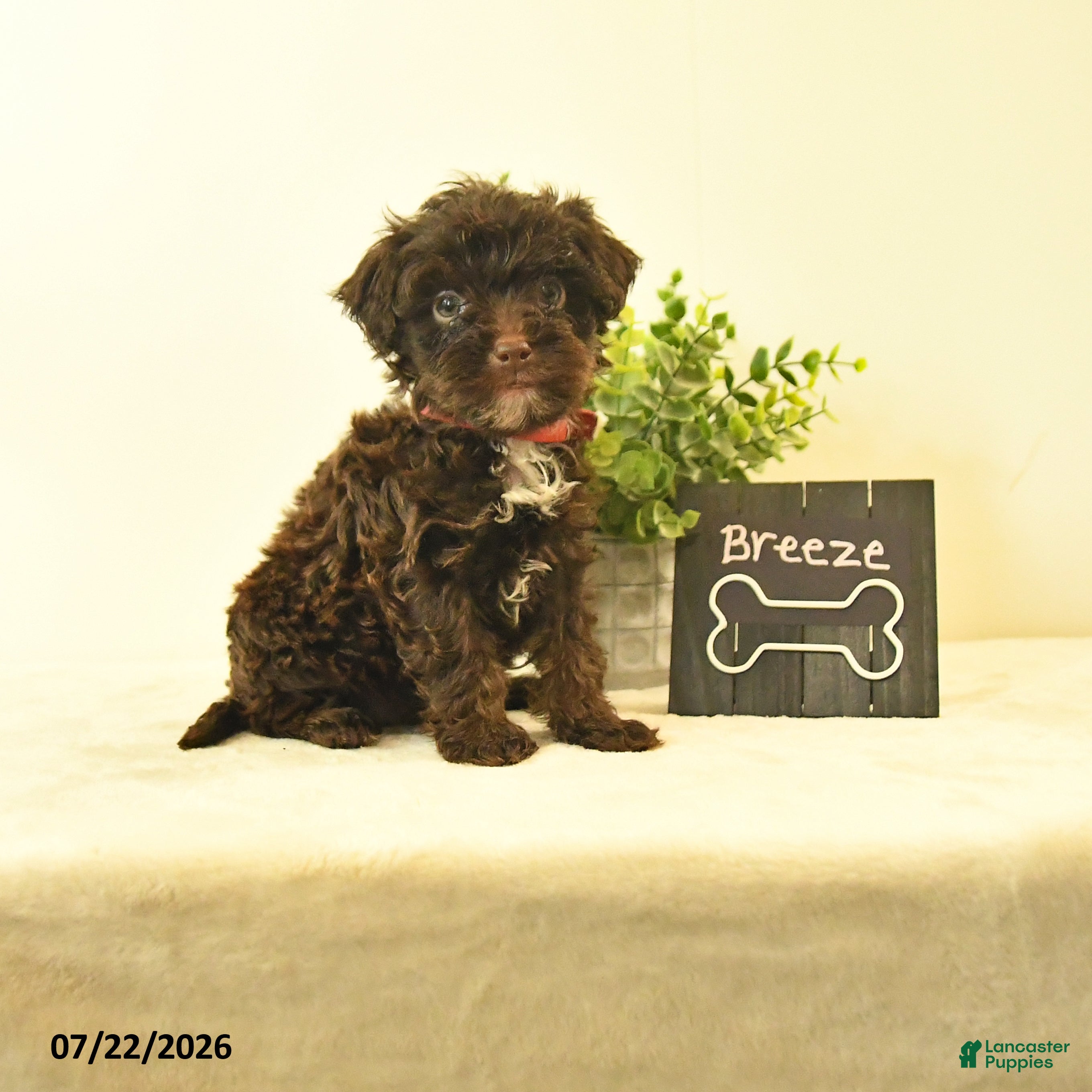 Havapoo dogs Breeze - Ad 1