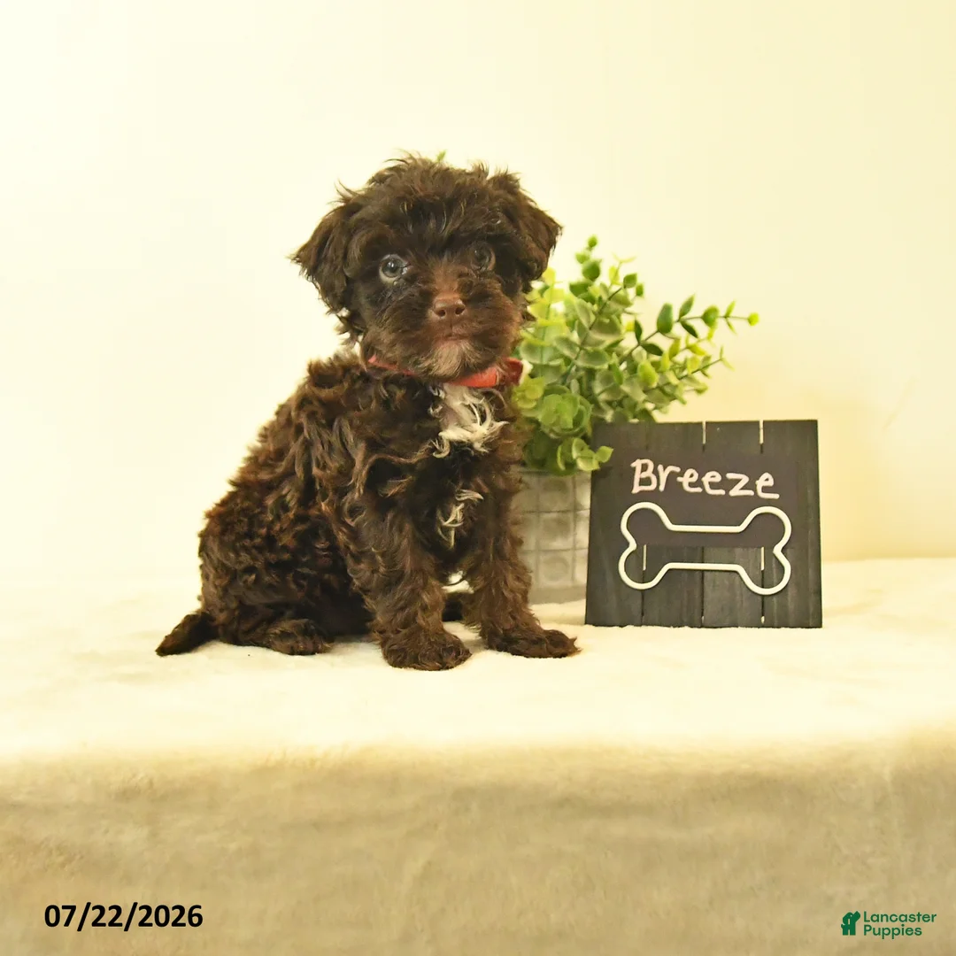 Havapoo dogs for sale: Breeze - Ad 1