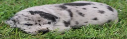 Great Dane dogs for sale: Emily - Ad 10
