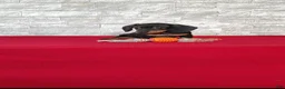Miniature Dachshund dogs for sale: Tootsie - Ad 6