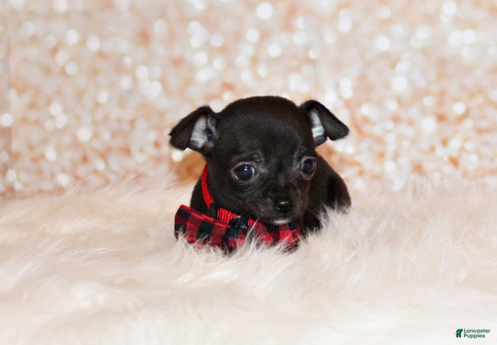 Chihuahua dogs Gilley - Ad 1