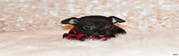 Chihuahua dogs for sale: Gilley - Ad 2