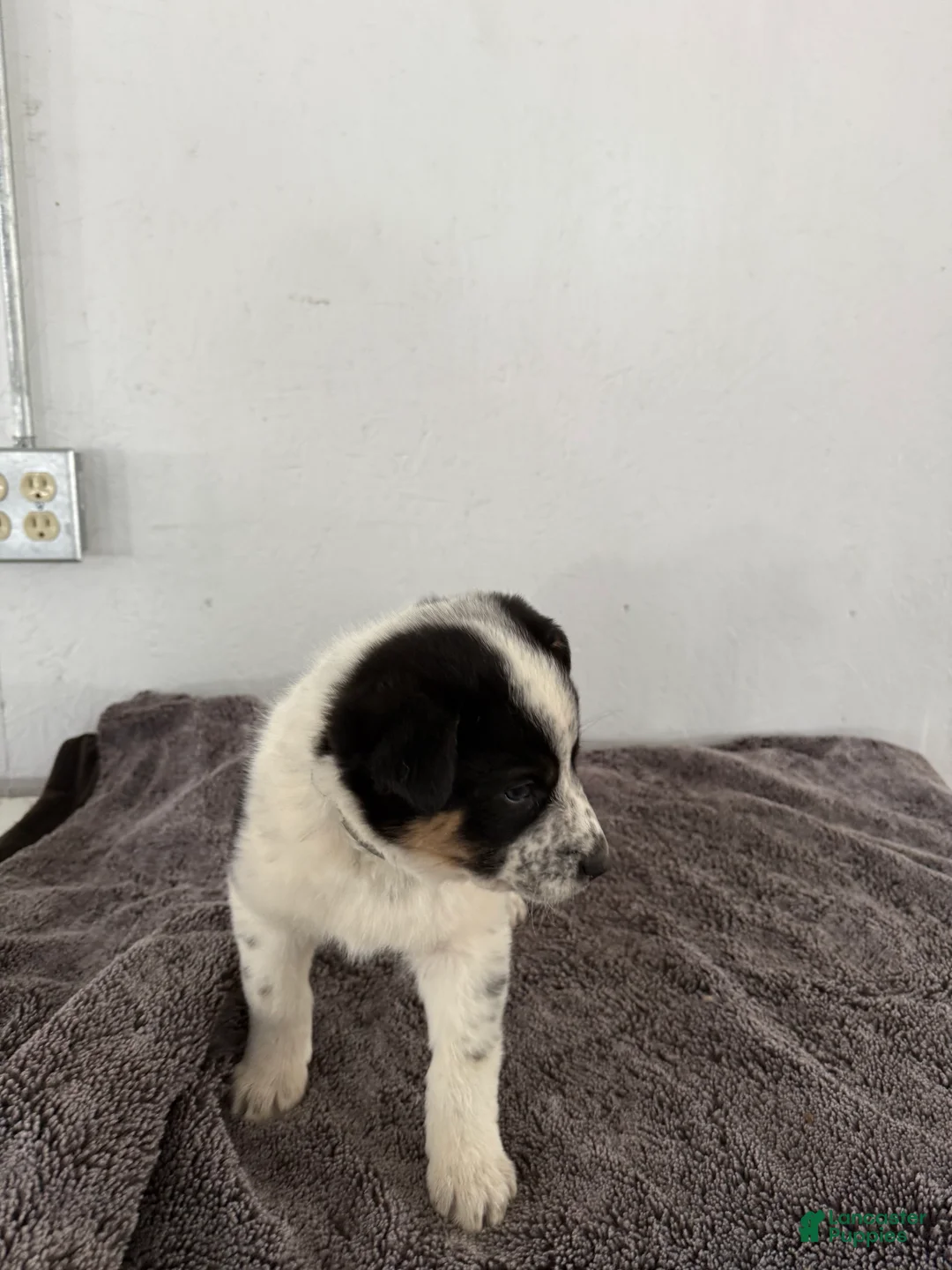 Mixed Breed dogs for sale: Oreo - Ad 14