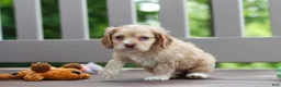 Cocker Spaniel dogs for sale: Theo - Ad 2